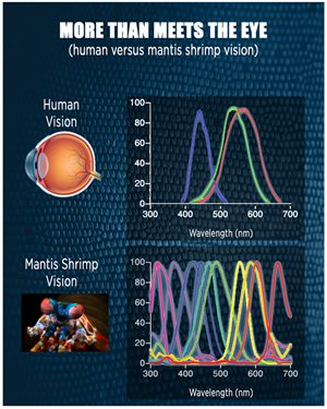 Wavelengths of Mantis Shrimp vision.